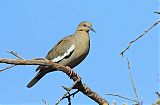 White-winged Dove